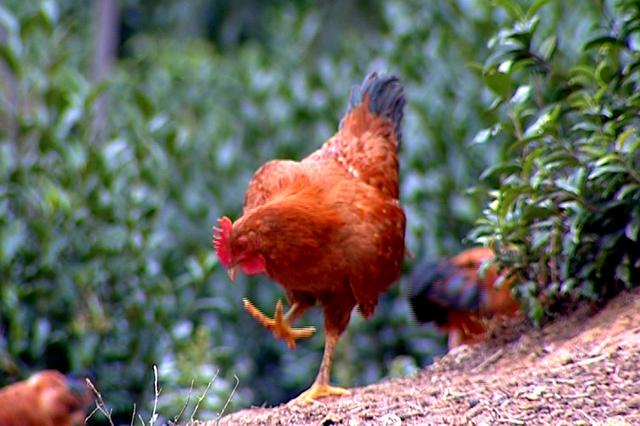 开云电竞:尴尬!拜仁成德国最不受欢迎球队 弱旅荣登榜首(图1) 开云电竞ag真人官网