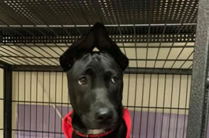 琼乔·肯尼当选8月份德甲最佳新秀“开云电竞ag真人官网”(图1) 开云电竞ag真人官网